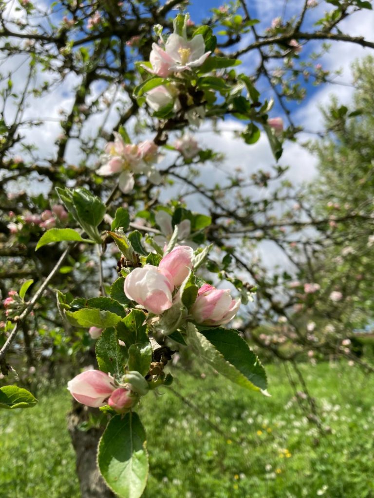 Beautiful apple blossoms at Dowdings Cider HQ